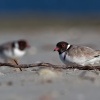 Kulik cernohlavy - Thinornis cucullatus - Hooded Plover o4968